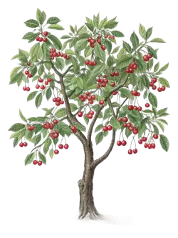 Imagen PNG para descargar